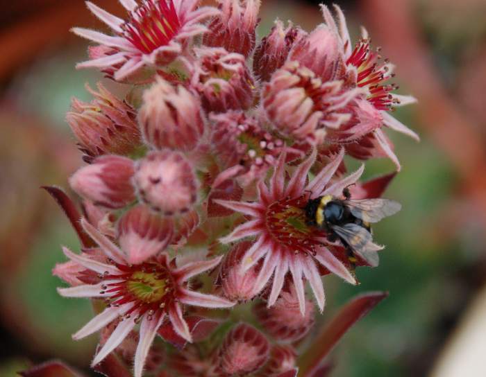 Sempervivum Dachwurz Hauswurz